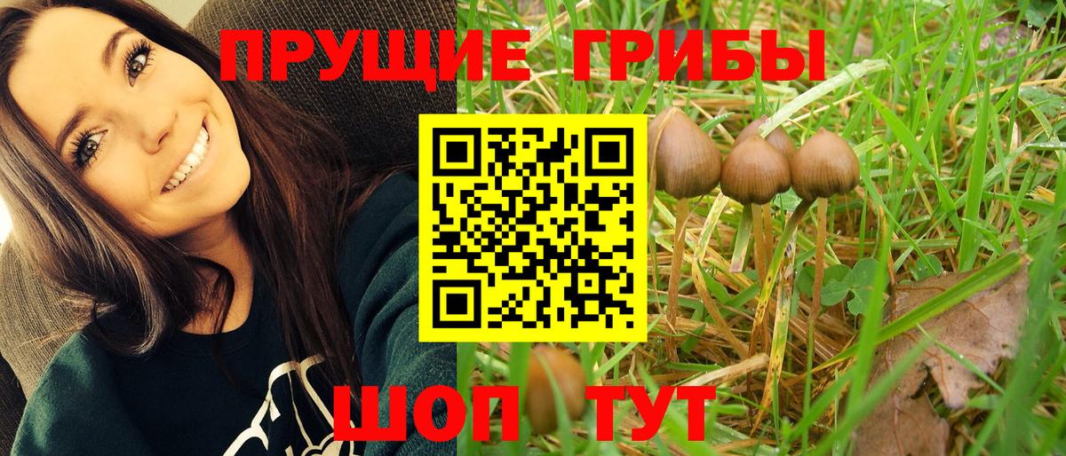 Зеленогорск  Псилоцибиновые грибы мухоморы  Галлюциногенные грибы Magic Shrooms  Вход с VPN 